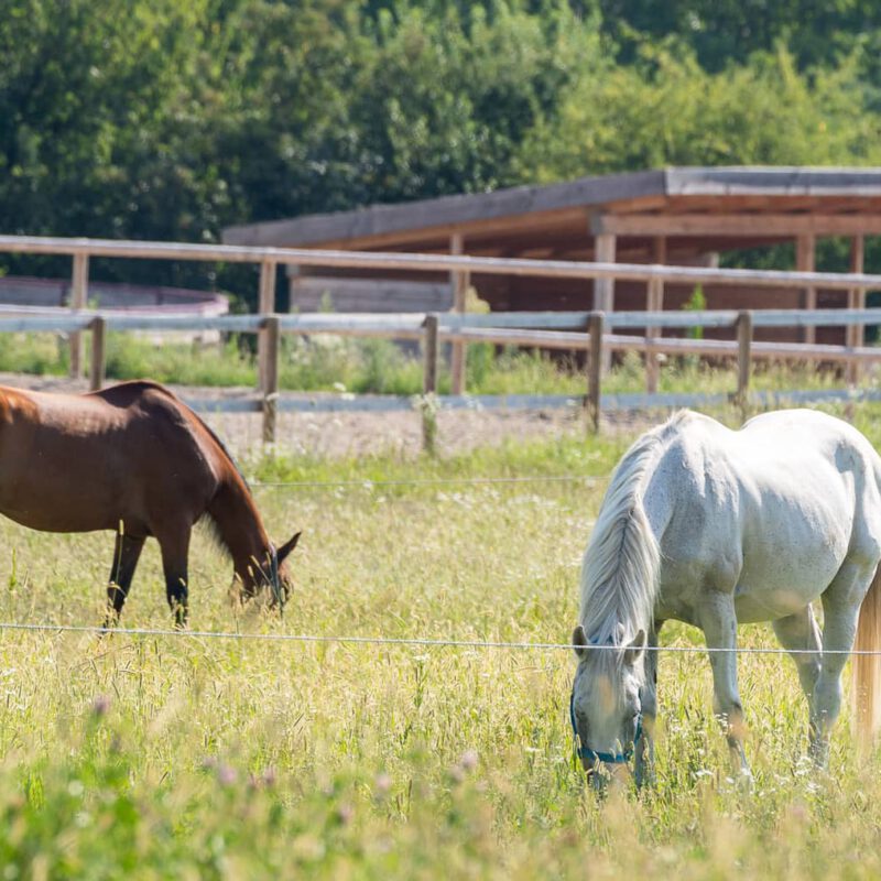 Auf unserem Gelände, ganz in der Nähe deiner Unterkunft, befindet sich unsere Reitschule mit zahlreichen Pferden und Ponys. 