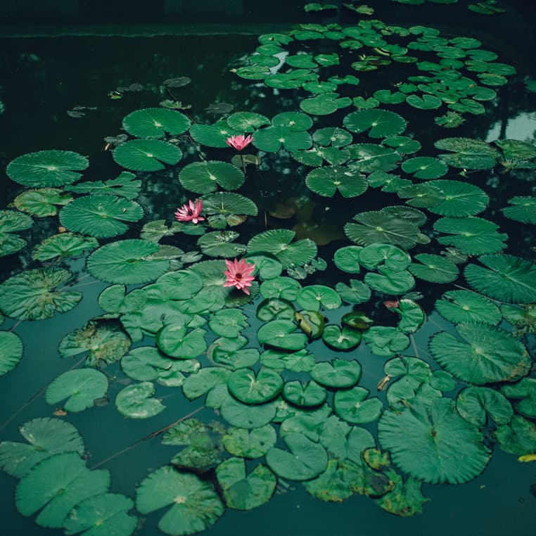 Bio-Pool mit Seerosen und Lotusblüten im Casa Viva Garda